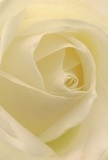 This close-up draws you into the heart of a Putney-crafted rose, surrounded by cream-ivory petals curling gently like the turn of the Thames at dawn. Each layer appears as if dusted with morning light-soft, serene, and full of subdued radiance, punctuated by delicate shadows nestled between perfectly formed folds. The sensation is peaceful and inviting, much like a calm morning in Bishop's Park, and speaks of comfort and intentional care. The rose stands as the purest symbol of respect and admiration, chosen often for sympathy bouquets, gestures of esteem, or marking hopeful new journeys. There's a barely-there fragrance in the air, tender and soothing, evoking the sense of craftsmanship and artistry that Putney Flowers imparts in every locally curated arrangement. The emotion and dedication captured in this single bloom define the essence of floral gifting in Putney.